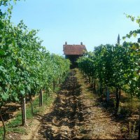 Cascina Piano Estate